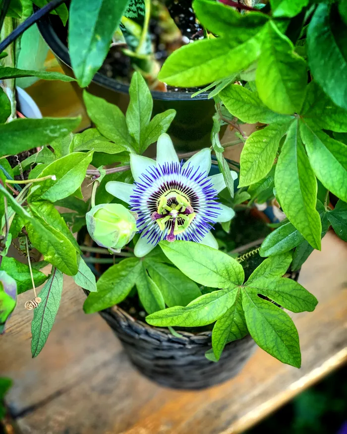 passiflora