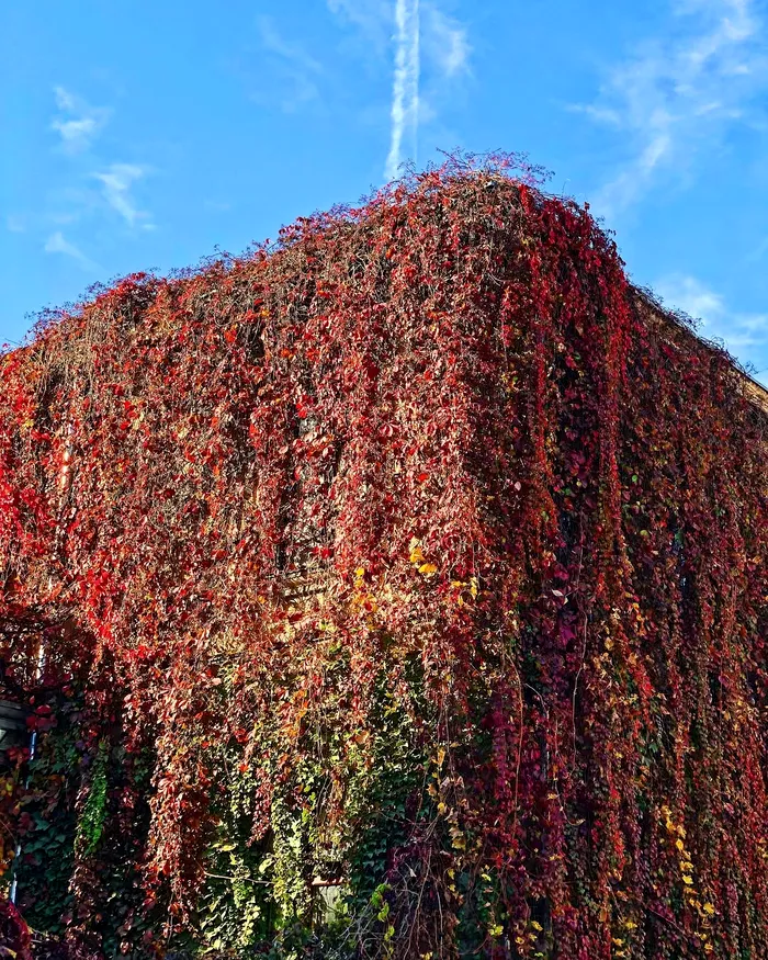 Casa Diavolului, înghițită de iederă de pe strada David Praporgescu, București. Foto Blogul lui Otravă