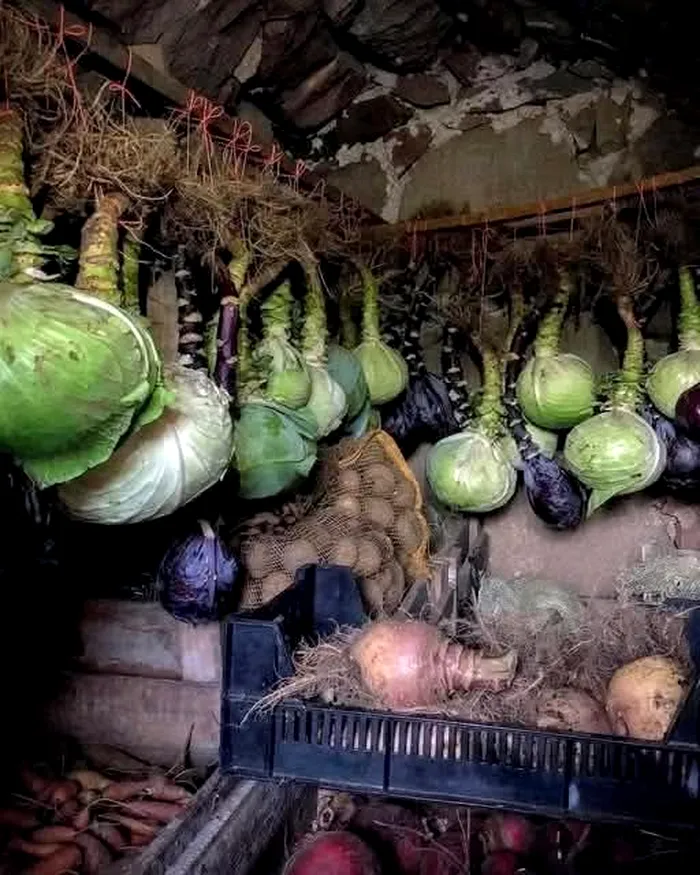 Cum depozitau bunicii varza iarna ca sa nu se strice luni intregi 1