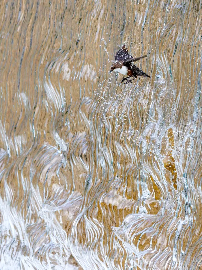cele mai frumoase fotografii wildlife 1