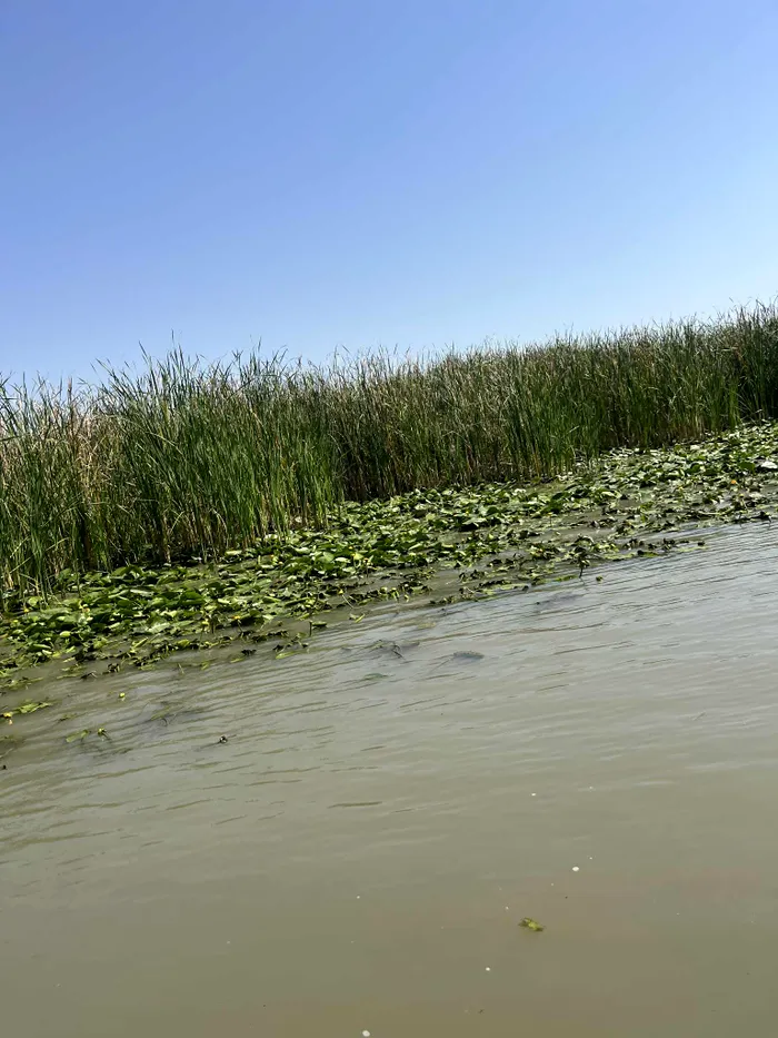 Delta Dunării (1)