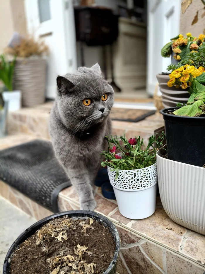 Fotografie portret cu OPPO Reno14 5G