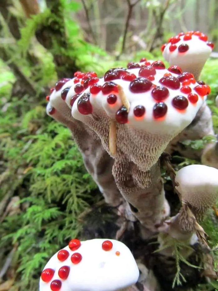 ciuperca sange fascinant