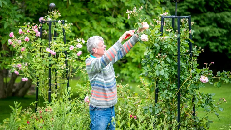 Îngrijirea trandafirilor în martie: 3 pași care garantează înflorire bogată