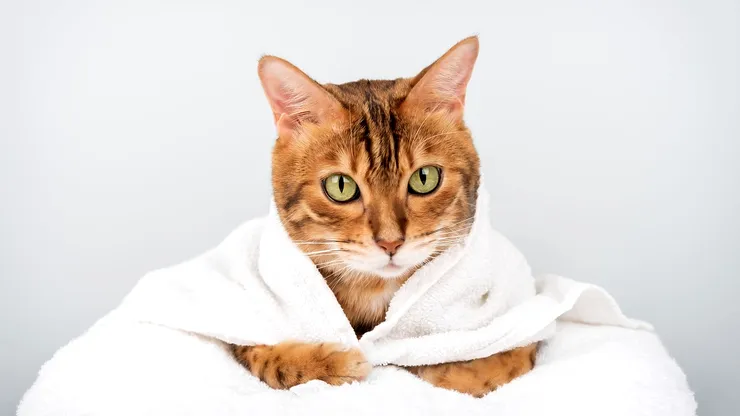 Cele mai energice rase de pisici. Micuţele feline sunt mereu dornice de joacă