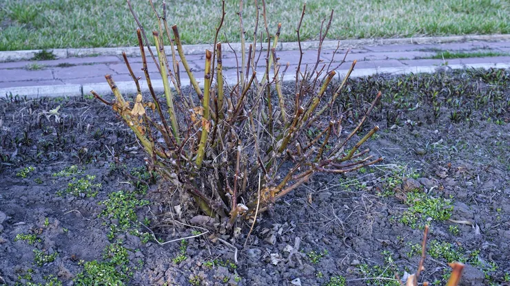 Cum să tai trandafirii primăvara pentru flori bogate în vară. Trebuie să fii atent la muguri