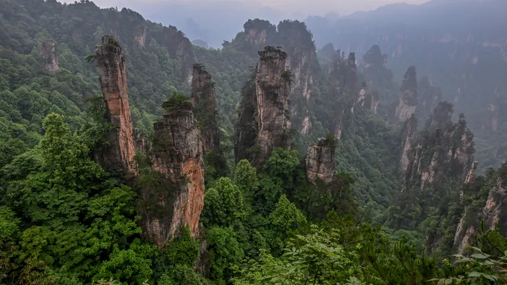 China a plantat 66 de miliarde de copaci. Noul studiu arată un efect pe care cercetătorii nu îl anticipau pe deplin